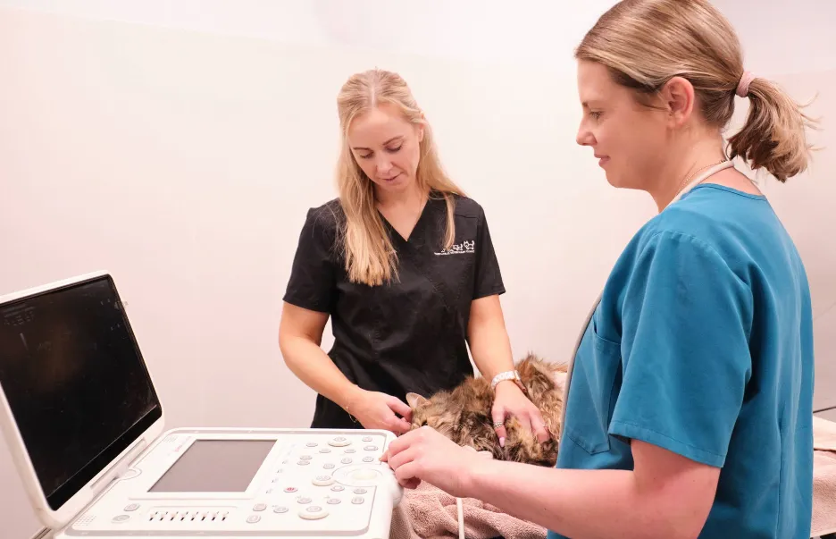 Two veterinary professionals performing an ultrasound scan on a cat using diagnostic imaging equipment in a veterinary clinic.