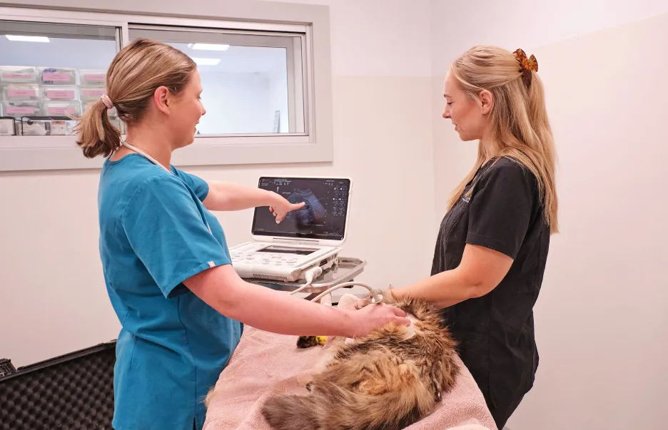 Two veterinary professionals performing an ultrasound scan on a cat